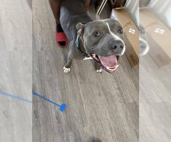 Medium Photo #1 American Staffordshire Terrier-Unknown Mix Puppy For Sale in San Antonio, TX, USA