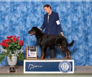 Father of the Beauceron puppies born on 05/20/2025