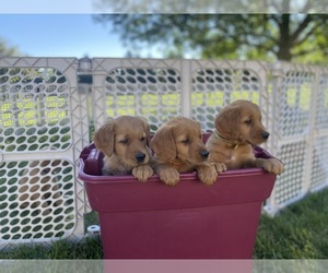 Golden Retriever Puppy for sale in DE PERE, WI, USA