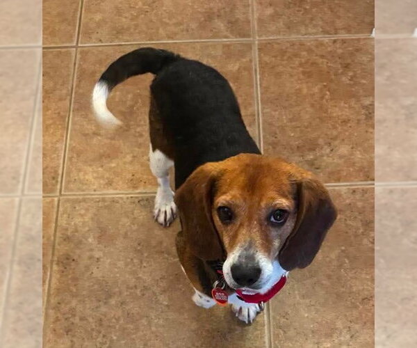 Medium Photo #9 Beagle Puppy For Sale in Dunnellon, FL, USA
