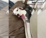 Small #3 Great Dane