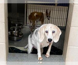 Beagle Dogs for adoption in Orange, CA, USA