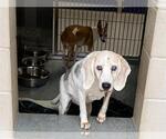 Small Beagle
