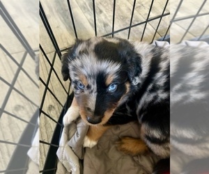 Medium Australian Shepherd