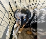 Puppy 8 Ball Australian Shepherd