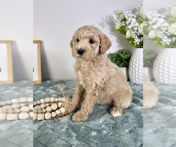 Medium Photo #2 Goldendoodle (Miniature) Puppy For Sale in GREENFIELD, IN, USA