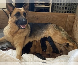 Mother of the Golden Shepherd puppies born on 03/27/2022