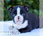 Small #5 Boston Terrier