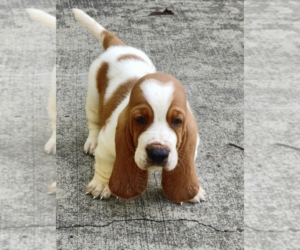 Medium Photo #2 Basset Hound Puppy For Sale in NEWBERN, TN, USA