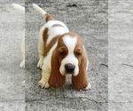 Small #1 Basset Hound