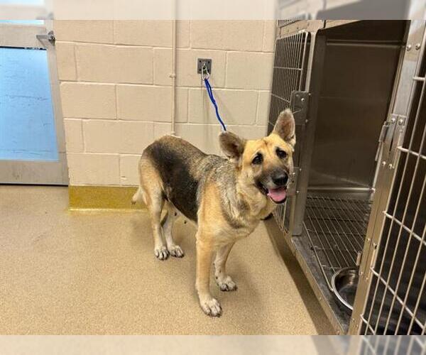 Medium Photo #1 German Shepherd Dog-Unknown Mix Puppy For Sale in Grand Prairie, TX, USA