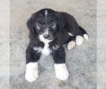 Small Photo #13 Aussiedoodle Puppy For Sale in DOWELLTOWN, TN, USA