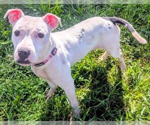 American Pit Bull Terrier Dogs for adoption in Akron, OH, USA