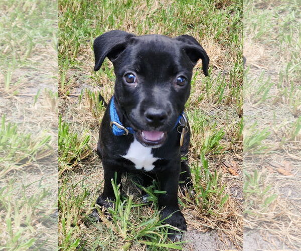 Medium Photo #3 American Staffordshire Terrier-Unknown Mix Puppy For Sale in Royal Palm Beach, FL, USA
