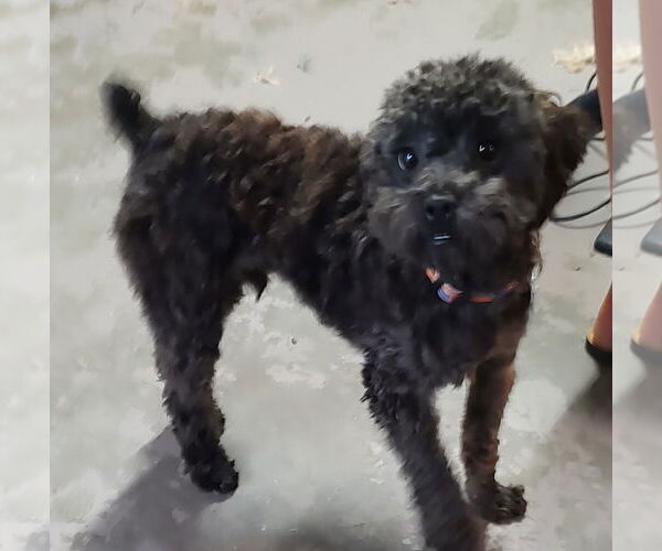 Medium Photo #2 Poodle (Toy) Puppy For Sale in Allentown,, PA, USA