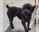 Small #1 Poodle (Toy)