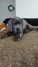 Cane Corso Puppy for sale in BROCKTON, MA, USA
