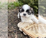 Small #1 Shih Tzu