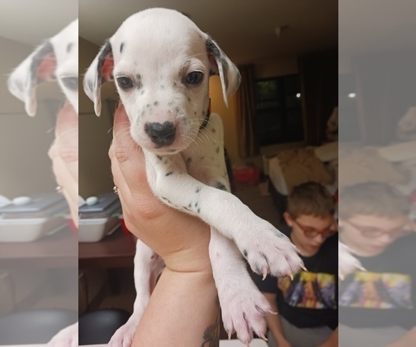 Medium Photo #1 Dalmatian Puppy For Sale in ROMEOVILLE, IL, USA