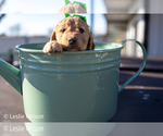 Puppy Hazel Goldendoodle (Miniature)