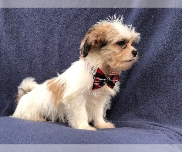 Medium Photo #7 Poodle (Miniature)-Shorkie Tzu Mix Puppy For Sale in LAKELAND, FL, USA