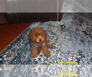Poodle (Toy) Puppy for sale in DULUTH, GA, USA