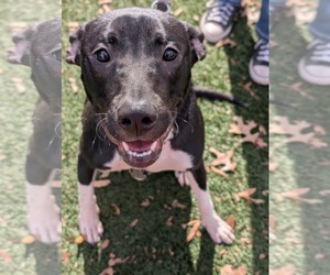 Neriah - Louisiana Litter - Female Mutt Dog for Adoption - Photo #8