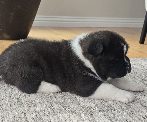 Medium Photo #26 Akita Puppy For Sale in STRAFFORD, MO, USA