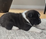 Small Photo #26 Akita Puppy For Sale in STRAFFORD, MO, USA
