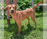Small #7 Redbone Coonhound-Rhodesian Ridgeback Mix