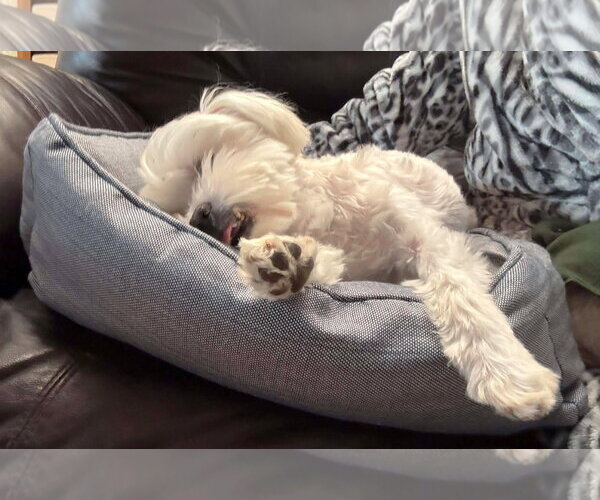 Medium Photo #23 Maltese Puppy For Sale in Boonton, NJ, USA