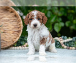 Puppy Marshall Poodle (Miniature)