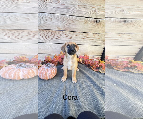 Medium Photo #1 Labrador Retriever-Unknown Mix Puppy For Sale in Fort Worth, TX, USA