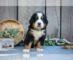 Small Photo #8 Bernese Mountain Dog Puppy For Sale in SHREVE, OH, USA