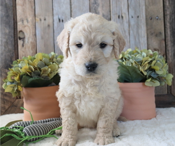 Medium Photo #4 Goldendoodle Puppy For Sale in HONEY BROOK, PA, USA