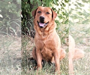 Mother of the Labrador Retriever puppies born on 02/25/2025