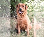 Small Photo #1 Labrador Retriever Puppy For Sale in SYRACUSE, IN, USA