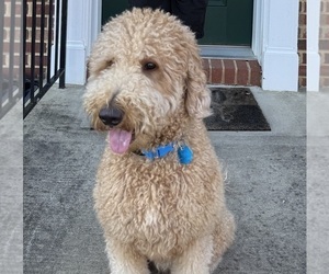 Father of the Goldendoodle puppies born on 08/17/2025
