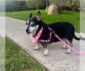 Chihuahua-Unknown Mix Dogs for adoption in San Diego, CA, USA