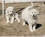 Puppy 2 Great Pyrenees