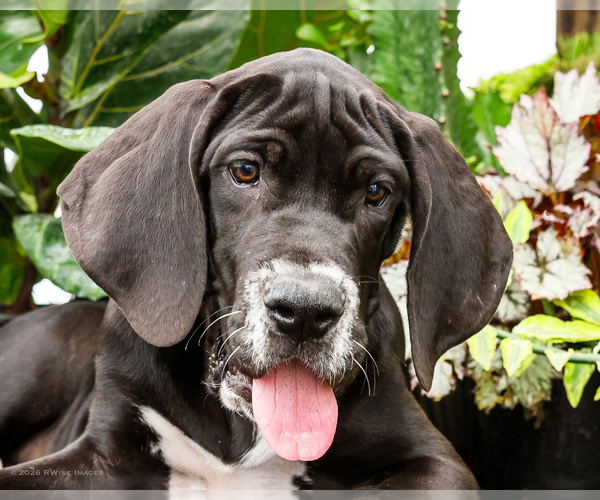 Medium Photo #104 Great Dane Puppy For Sale in WAKARUSA, IN, USA