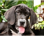 Small #2 Great Dane