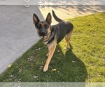 Small Photo #1 German Shepherd Dog Puppy For Sale in MIDDLEBURY, IN, USA