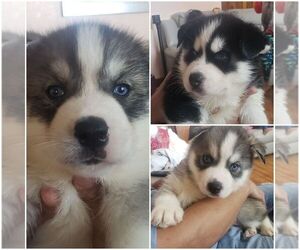 Siberian Husky Puppy for sale in SIOUX CITY, IA, USA