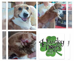 Pembroke Welsh Corgi Dogs for adoption in Valrico, FL, USA