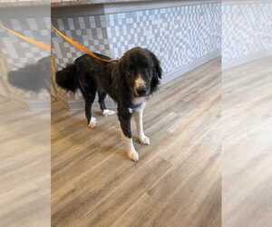 Great Pyrenees-Unknown Mix Dogs for adoption in Silver Spring, MD, USA