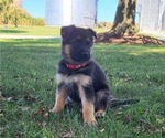 Small Photo #4 German Shepherd Dog Puppy For Sale in MANHEIM, PA, USA