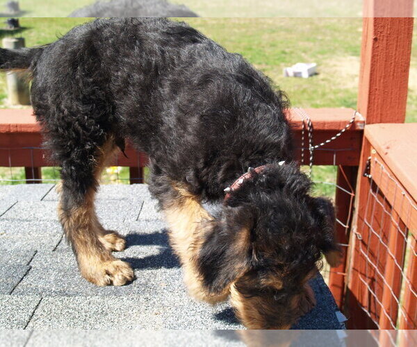 Medium Photo #6 Airedale Terrier Puppy For Sale in CHARLESTOWN, IN, USA