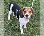 Small #2 Beagle