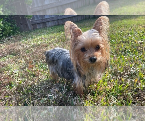 Medium Photo #1 Yorkshire Terrier Puppy For Sale in RICHMOND, TX, USA